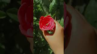 🌹 Rose make with clay ytshort roseflower [upl. by Atronna]