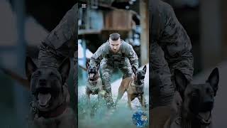 K9 dog training k9 dog dogsoftiktok tactical malinois dogtrainer trending [upl. by Bonine246]