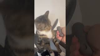 Cat Grooming Fail Tabbys Attempt to Outrun Crazy Cat Lady 😂cat animals cute [upl. by Knah231]