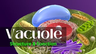 Vacuole  Vacuoe structure and function  Vacuole class 11 [upl. by Artur]