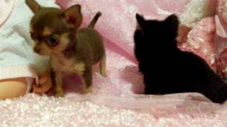 Debs Chihuahuas California wwwchihuahuateacupscom [upl. by Seleta969]