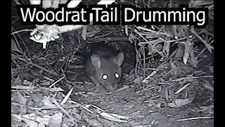 Woodrat Tail Drumming [upl. by Moyna]