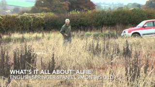 Pheasant and partridge shooting  Training working gun dogs Tealsway Gundogs [upl. by Enelec]