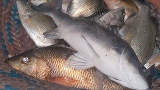 mangrove fishing dhabbo creack karachi Pakistan fishing video Shakeelfishingfun [upl. by Eitsyrk]