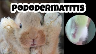 PODODERMATITIS en conejos TRATAMIENTO🐰⛑️EFECTIVO👌💥 callos en conejos🦶🐇 [upl. by Siraved]