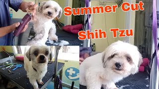 HOW TO DO A SHIH TZU IN SUMMER CUT  GROOMER STYLE [upl. by Fradin]