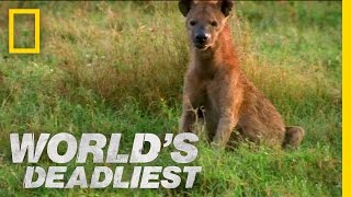 Hyenas Steal Leopards Kill  Worlds Deadliest [upl. by Ardnasirk594]