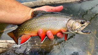 EXPLORING LAKES in the MOUNTAINS for CUTTHROAT and BROOK Trout Catch amp Cook [upl. by Mel]