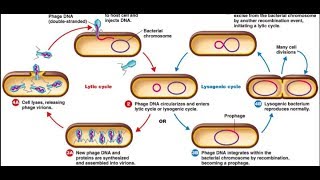 Lytic cycle and Lysogenic cycle in Hindi [upl. by Imelida]