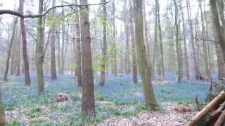 Bluebell Walk around the Hitchwood Trail [upl. by Afatsuom]