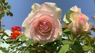 ROSE GARDEN TOUR  Rose Gardening at Home  My Rose Collection 🌹 [upl. by Arnold]