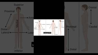 Anatomical terms diagrams💀 anatomy lecture  part2 shortanatomyanatomydrawinganatomyexplained [upl. by Omle]