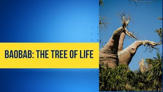 Discover the Legendary Baobab Tree Nature’s Water Tower and Cultural Icon baobabtree factsvideo [upl. by Dareece]