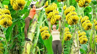 Harvesting A Lot Of Banana Goes To The Market Sell  Banana Garden  Tiểu Vân Daily Life [upl. by Cerellia]