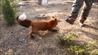 Red fox attacks human and another fox [upl. by Lepper]