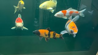 New koi additions to pond  Alparex treatment  salt treatment  wooden built pond [upl. by Ardnuassak]