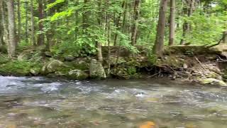 Little River in the Great Smoky Mountains National Park [upl. by Aliban]