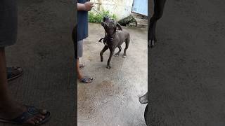 cane corso training  dog training for barking bts [upl. by Eladnek809]