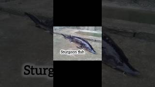 the largest sturgeon fishbeluga huso huso fish beluga seafood caviar fishing food sturgeon [upl. by Adnoryt649]