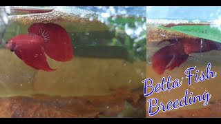 Normal Betta Fish New Breeding 😍😍 trending breeding worldoffish769 [upl. by Ramgad176]