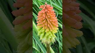 Fürtös fáklyaliliom Kniphofia uvaria [upl. by Opportuna]