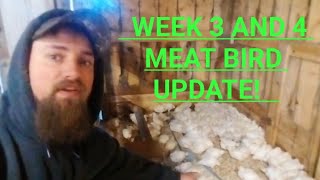 Week 3 and 4 Meat Bird Update🐥 [upl. by Dayle37]