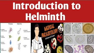 Introduction to Helminth nematodes roundworms cestodes and trematodes Amharic Tutorial [upl. by Anirual130]