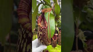 Item Short BE3991  N spectabilis x bongso carnivorous nepenthes [upl. by Greysun]