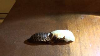 Dubia roach molting [upl. by Sheila]