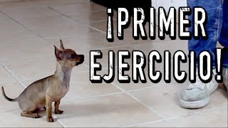 El PRIMER ENTRENAMIENTO de un perro CACHORRO  MartGon [upl. by Ahsatniuq]