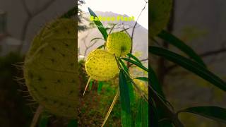 Balloon Plant गोम्फोकार्पस Natures Unique Cotton Pods plant nature plantlovers [upl. by Eylloh]