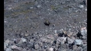 TWO GRIZZLY BEARS CHASING MOUNTAIN GOAT [upl. by Allebasi]