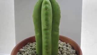 Trichocereus scopulicola 4 winds cactus [upl. by Roderigo]