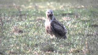 Buse pattue Rauhfussbussard Roughlegged Buzzard  part 8 [upl. by Tnomed]