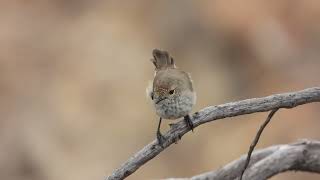 Inland Thornbill [upl. by Kcirred440]