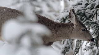 Ski Banff Canadas Big 3 Ski Banff National Park Canada [upl. by Sandor]