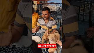 Galiff Street Pet Market। Dog Market shorts Dog petmarket galiffstreet [upl. by Lila]