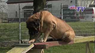 Mastiff Informationen zur Rasse [upl. by De]