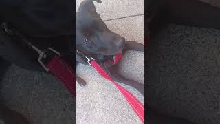 Service dog vlog  my service dog does a down stay in a very crowded restaurant [upl. by Giralda]