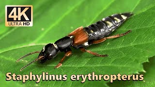 Staphylinus erythropterus [upl. by Tshombe]