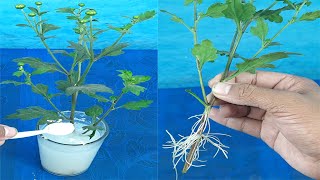 How to propagate ChrysanthemumMums from Cuttings [upl. by Charlene884]