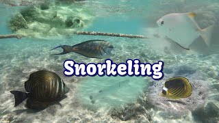 Snorkeling  Brayka Bay Resort  Marsa Alam Egipt [upl. by Aneliram]