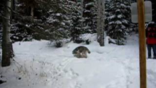 Siberian Husky puppies playing in the snow [upl. by Alor71]