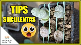 3 TRUCOS para plantas Suculentas  TIPS jardinería 🔶 Píldoras Suculentas en 60s SHORTS [upl. by Lleraj130]