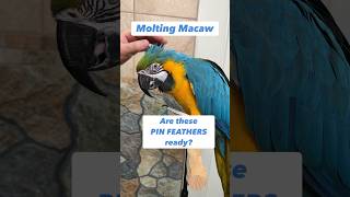 Are These Pin Feathers Ready Macaw Molting parrot bird [upl. by Ilwain856]