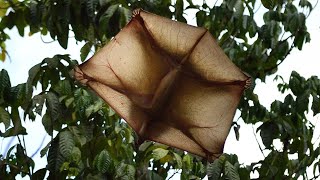 Colugo What Kind of Mammal is This [upl. by Auos562]