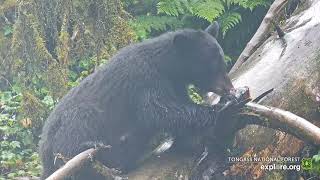 20240730 Twerp eats on the big log exploreorg [upl. by Thorley]