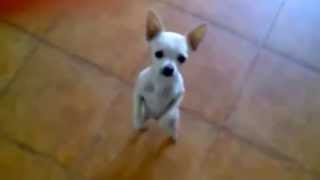 PERRITO BAILANDO quotquot NO NO EL COCO NOquotquot [upl. by Adnahcir718]