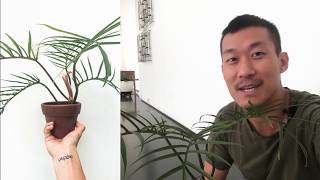 Philodendron Tortum Propagation [upl. by Sheela]