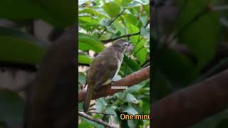 Melodious song of white browed bulbul birdsofindia birdloverstrending shorts [upl. by Timms]